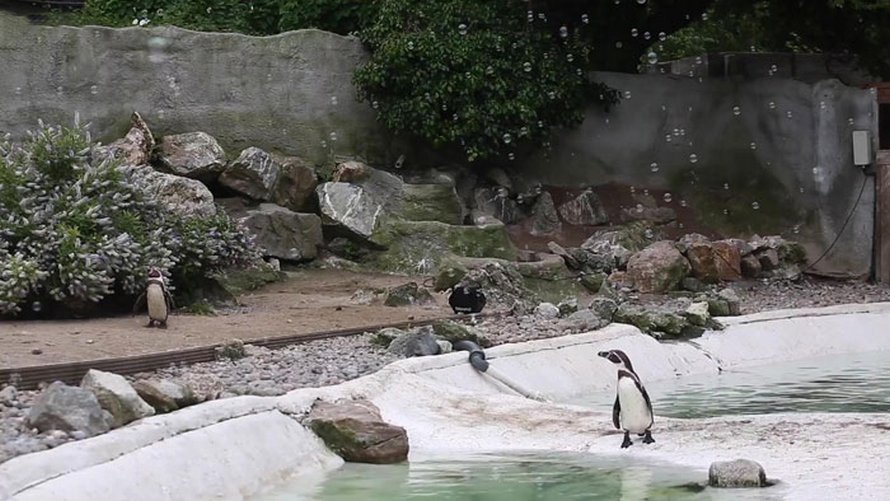 Quelqu’un fait don d’une machine à bulles aux manchots du zoo de Newquay et ils l’adorent