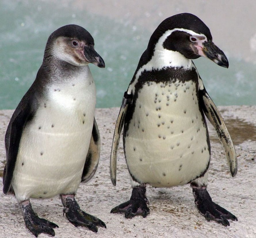 Quelqu’un fait don d’une machine à bulles aux manchots du zoo de Newquay et ils l’adorent