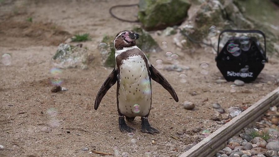 Quelqu’un fait don d’une machine à bulles aux manchots du zoo de Newquay et ils l’adorent