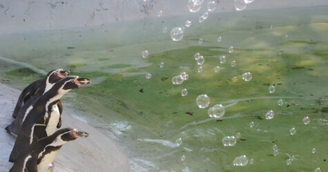 Quelqu’un fait don d’une machine à bulles aux manchots du zoo de Newquay et ils l’adorent