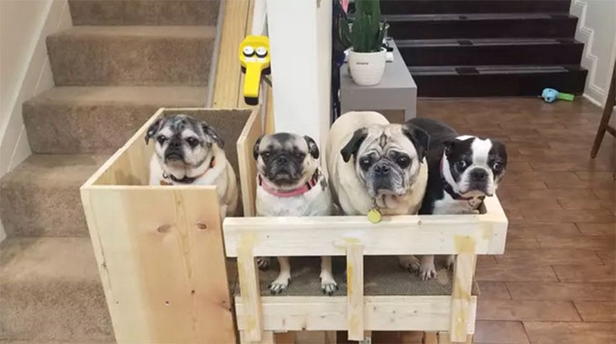 Une propriétaire de chiens construit un monte-escalier pour ses trois carlins âgés et les gens trouvent cela adorable
