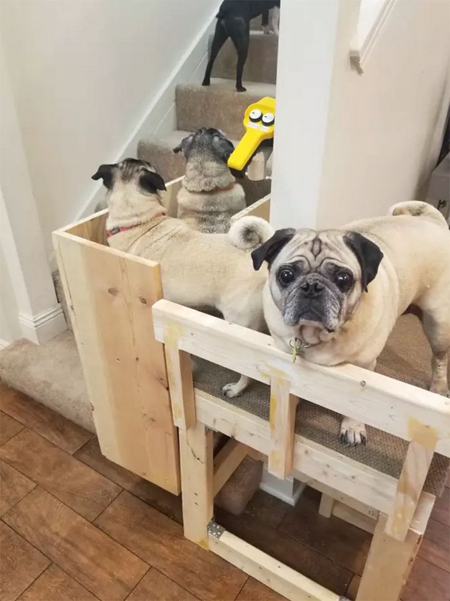 Une propriétaire de chiens construit un monte-escalier pour ses trois carlins âgés et les gens trouvent cela adorable