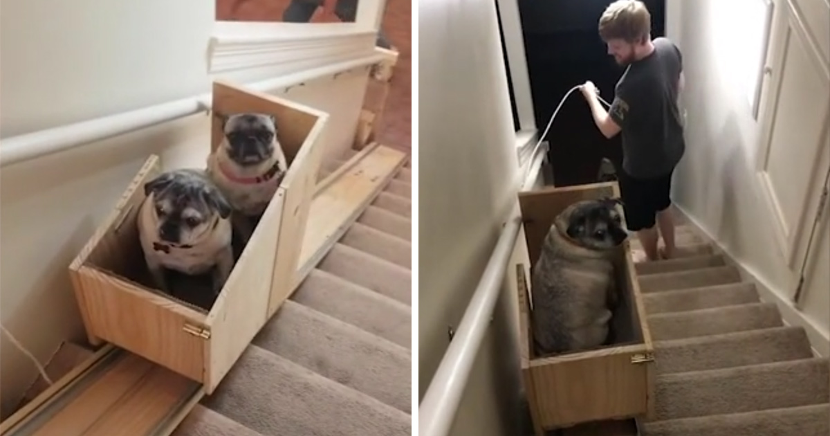 Une propriétaire de chiens construit un monte-escalier pour ses trois carlins âgés et les gens trouvent cela adorable