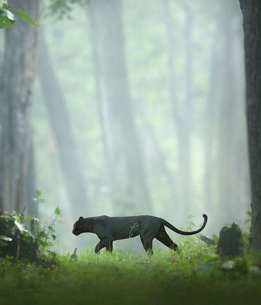 Ces clichés à couper le souffle montrent une rare panthère noire errant dans la jungle indienne