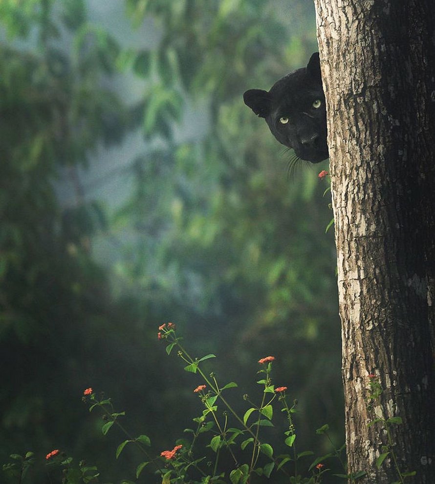 Ces clichés à couper le souffle montrent une rare panthère noire errant dans la jungle indienne