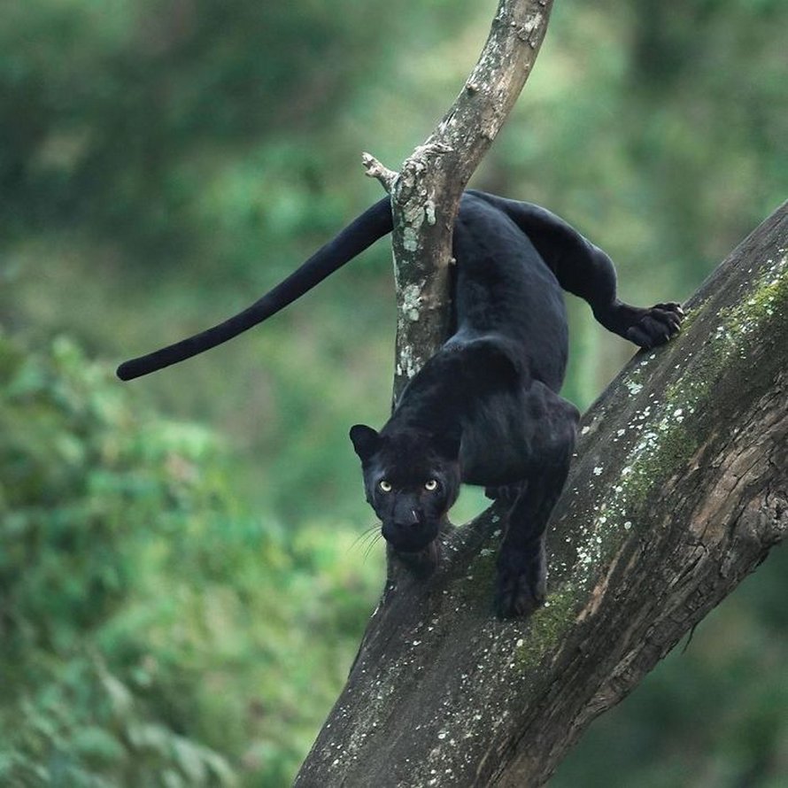 Ces clichés à couper le souffle montrent une rare panthère noire errant dans la jungle indienne