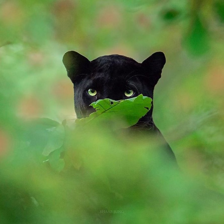 Ces clichés à couper le souffle montrent une rare panthère noire errant dans la jungle indienne
