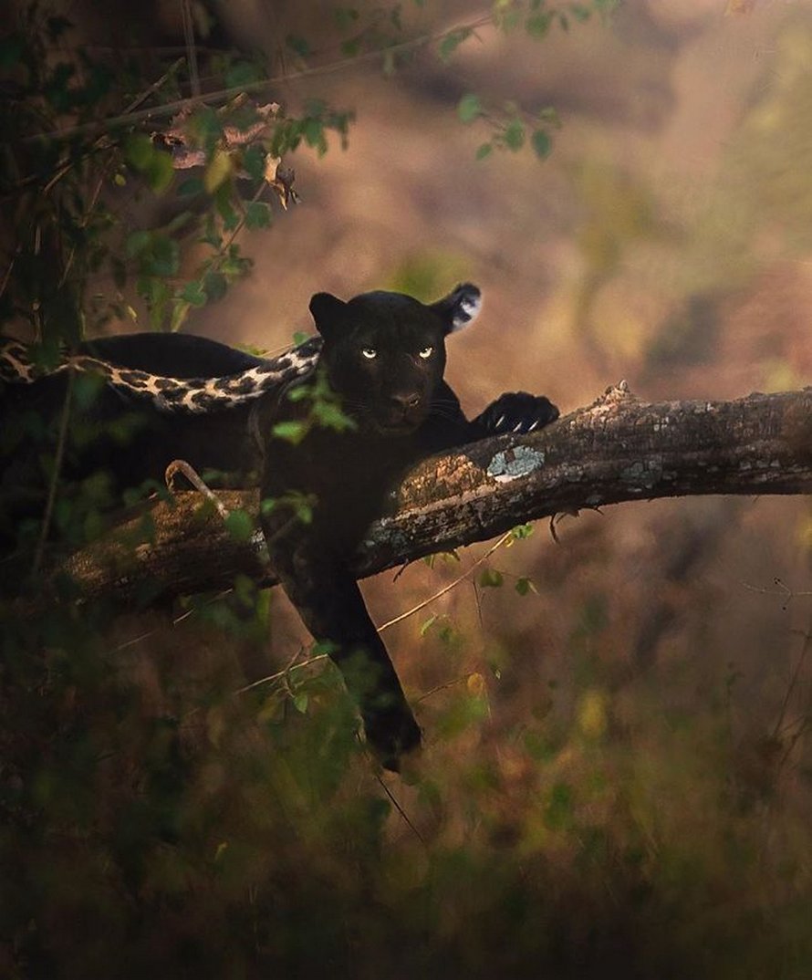 Ces clichés à couper le souffle montrent une rare panthère noire errant dans la jungle indienne