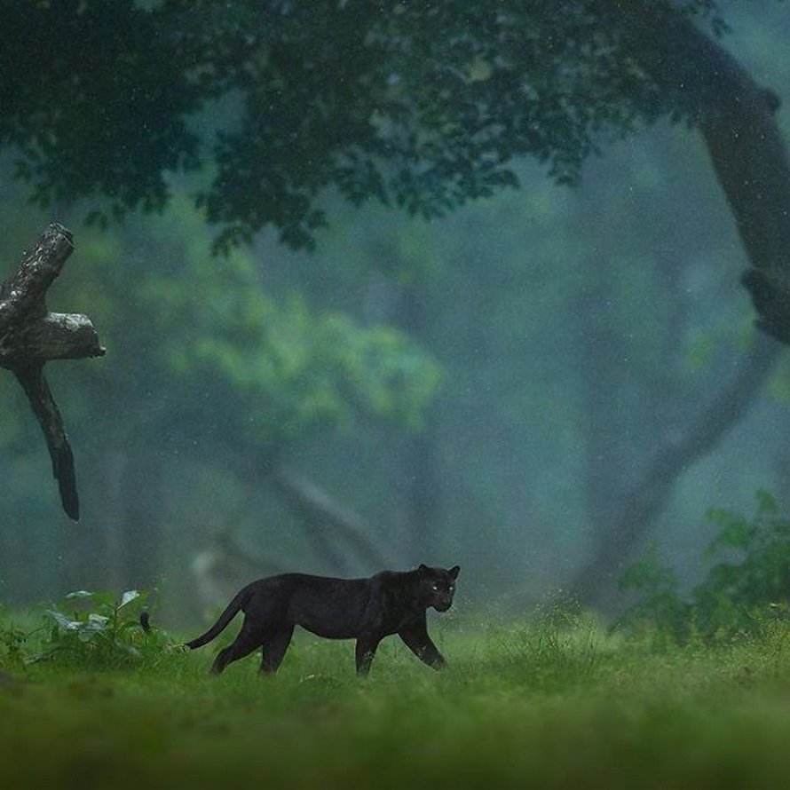 Ces clichés à couper le souffle montrent une rare panthère noire errant dans la jungle indienne