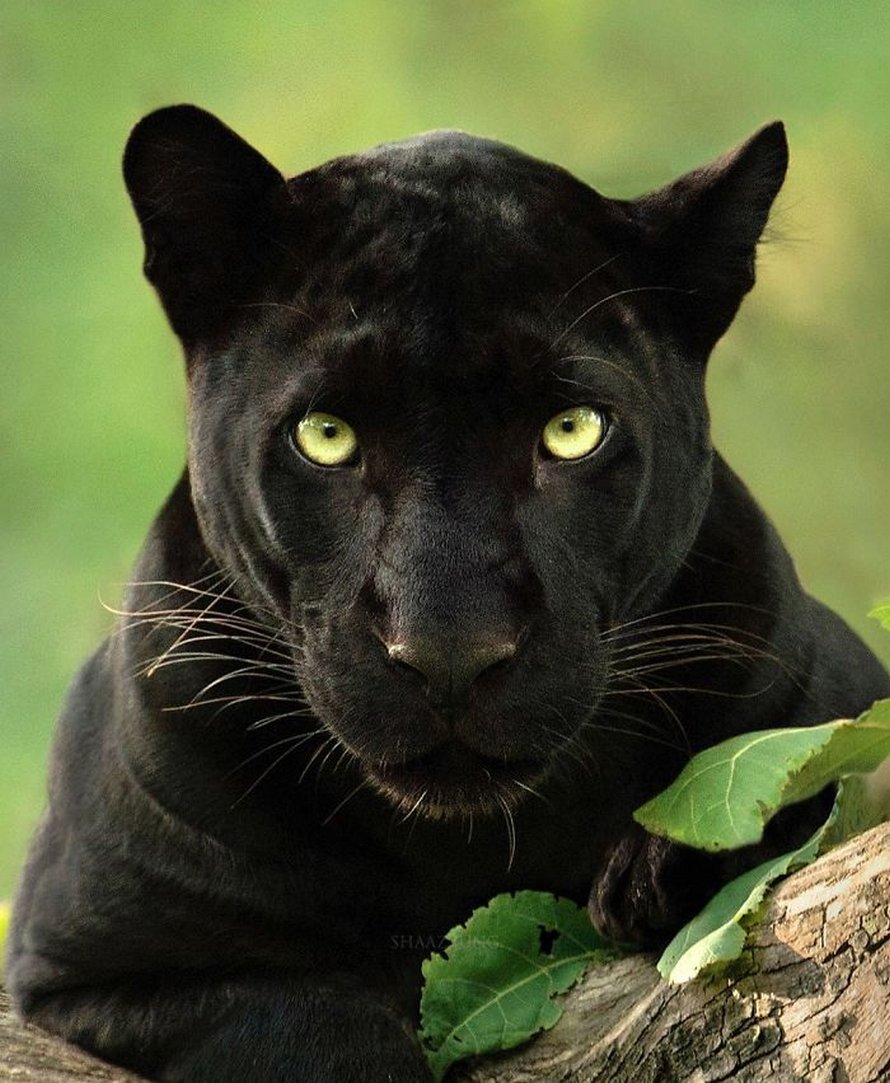 Ces clichés à couper le souffle montrent une rare panthère noire errant dans la jungle indienne