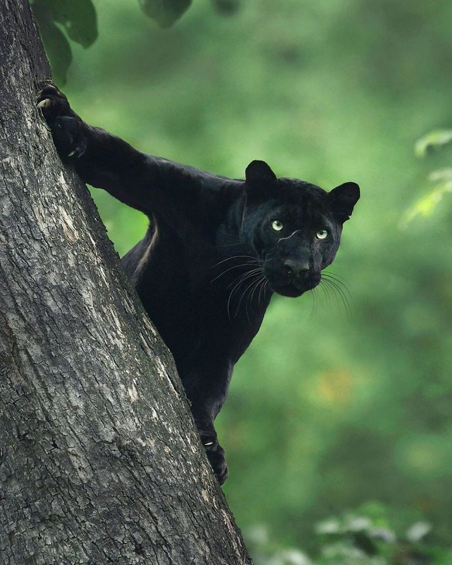 Ces clichés à couper le souffle montrent une rare panthère noire errant dans la jungle indienne