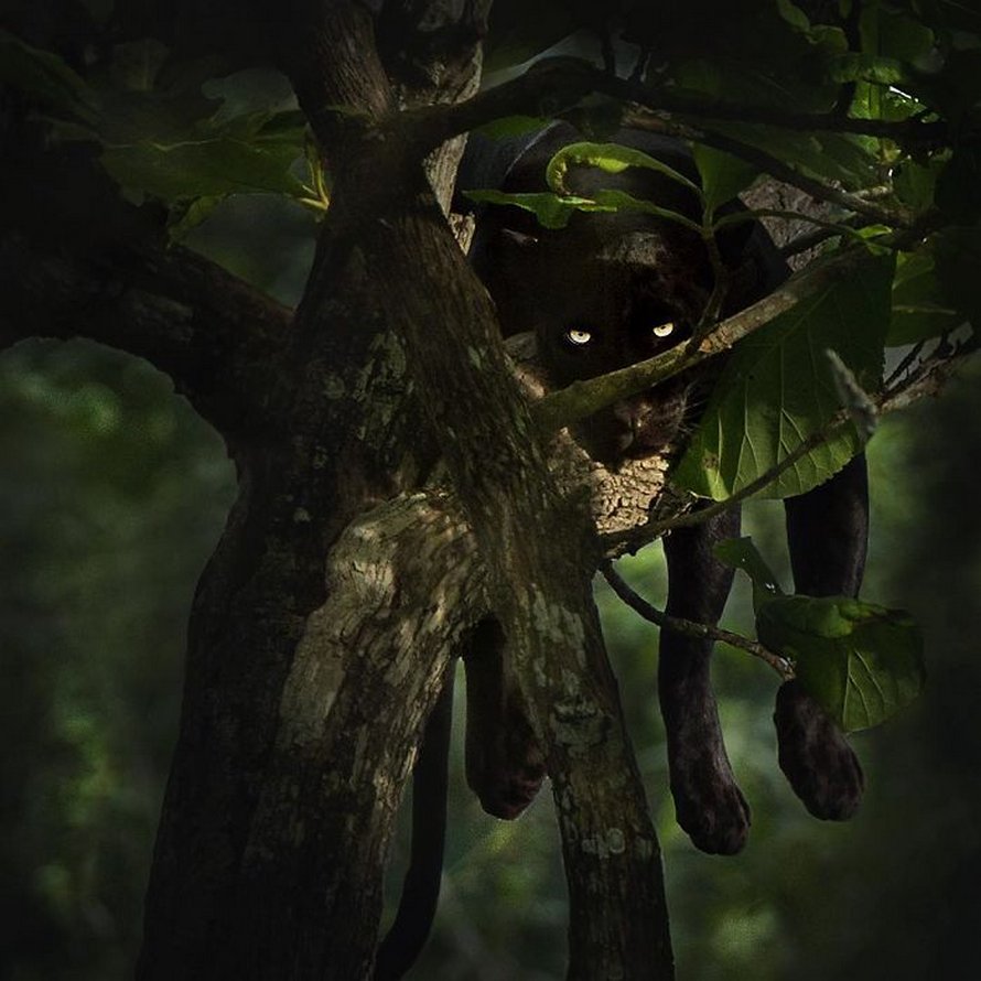 Ces clichés à couper le souffle montrent une rare panthère noire errant dans la jungle indienne