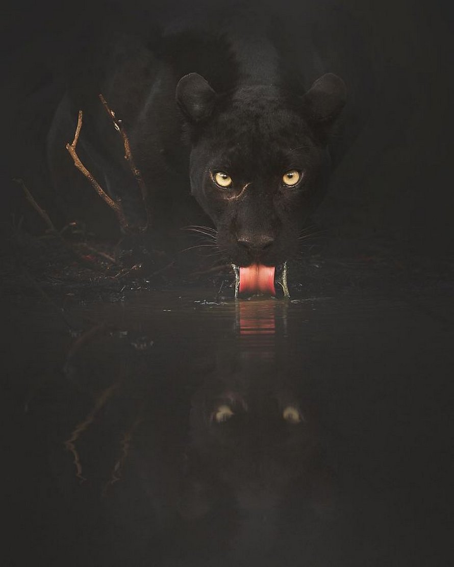 Ces clichés à couper le souffle montrent une rare panthère noire errant dans la jungle indienne