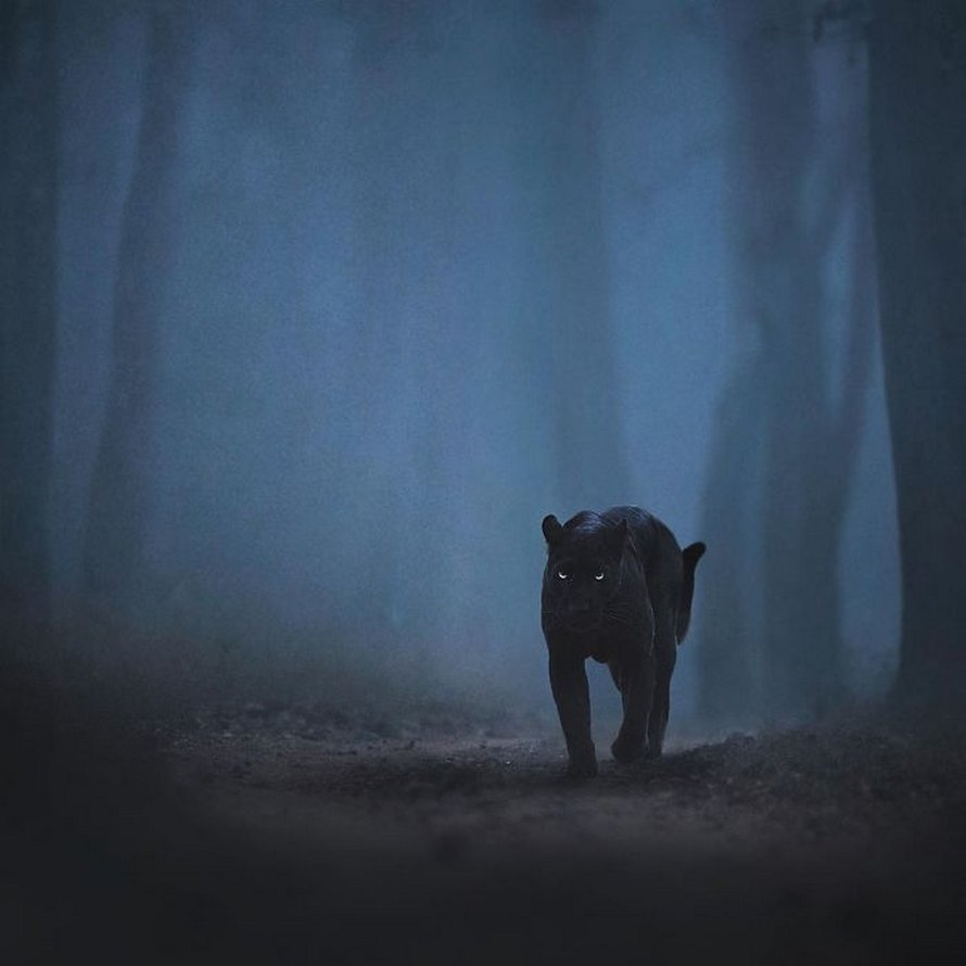 Ces clichés à couper le souffle montrent une rare panthère noire errant dans la jungle indienne