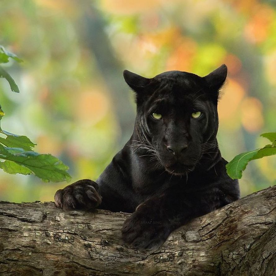 Ces clichés à couper le souffle montrent une rare panthère noire errant dans la jungle indienne