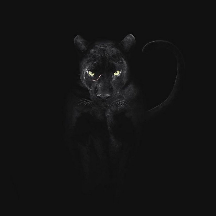Ces clichés à couper le souffle montrent une rare panthère noire errant dans la jungle indienne