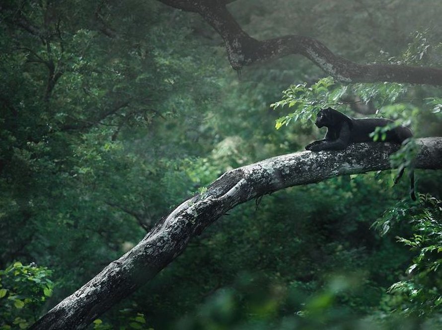Ces clichés à couper le souffle montrent une rare panthère noire errant dans la jungle indienne