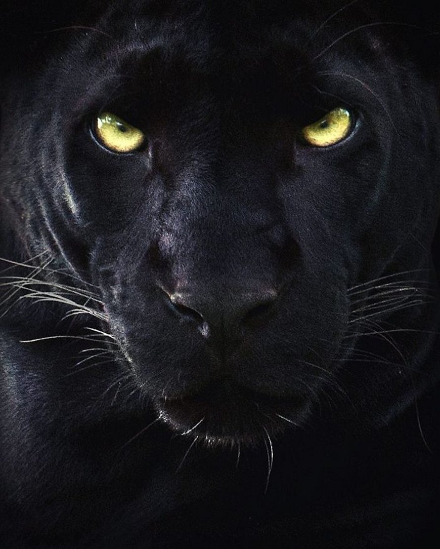 Ces clichés à couper le souffle montrent une rare panthère noire errant dans la jungle indienne