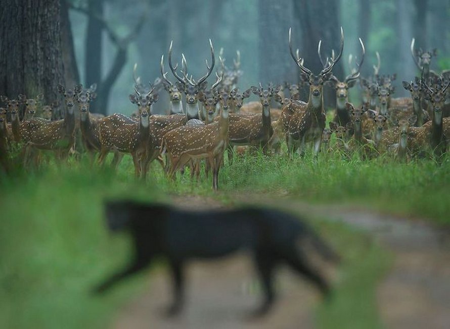 Ces clichés à couper le souffle montrent une rare panthère noire errant dans la jungle indienne