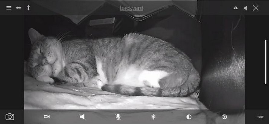Ces pères ne voulaient pas d’animaux de compagnie dans leur vie