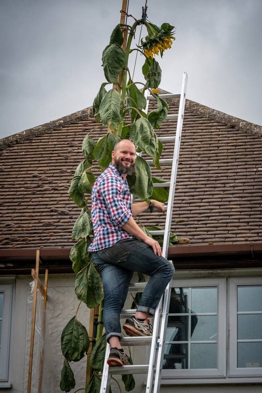 Un père cultive un tournesol de 6 mètres après que son fils de 4 ans lui ait demandé un tournesol « aussi grand que la maison »