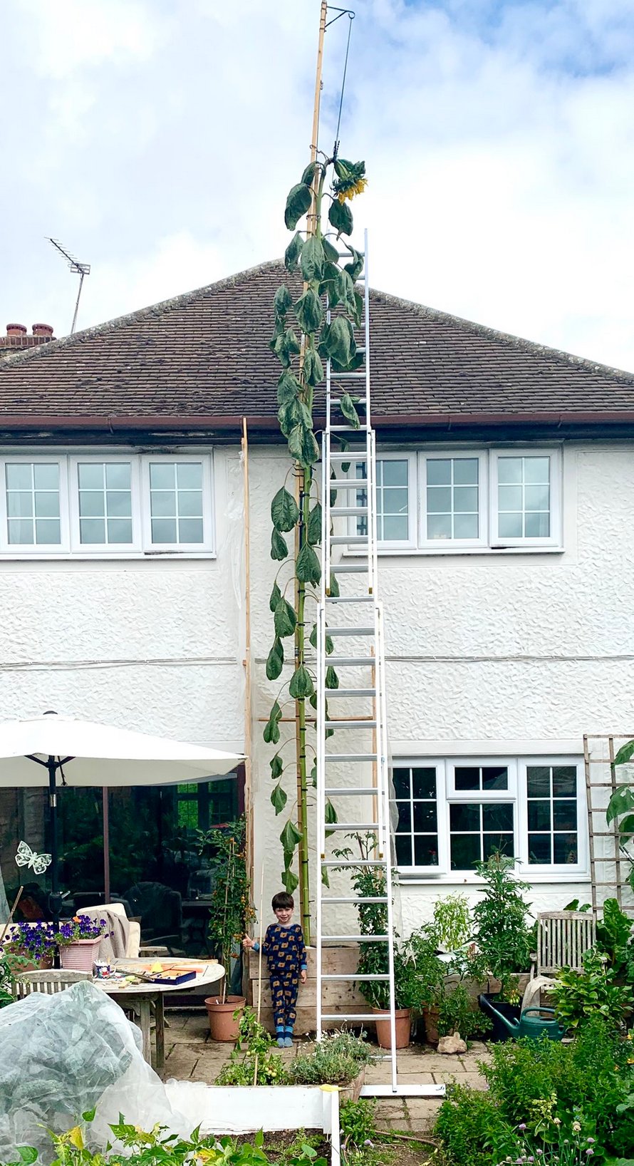 Un père cultive un tournesol de 6 mètres après que son fils de 4 ans lui ait demandé un tournesol « aussi grand que la maison »