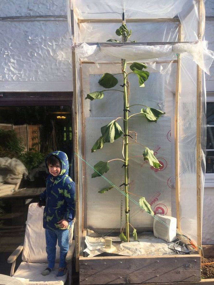 Un père cultive un tournesol de 6 mètres après que son fils de 4 ans lui ait demandé un tournesol « aussi grand que la maison »