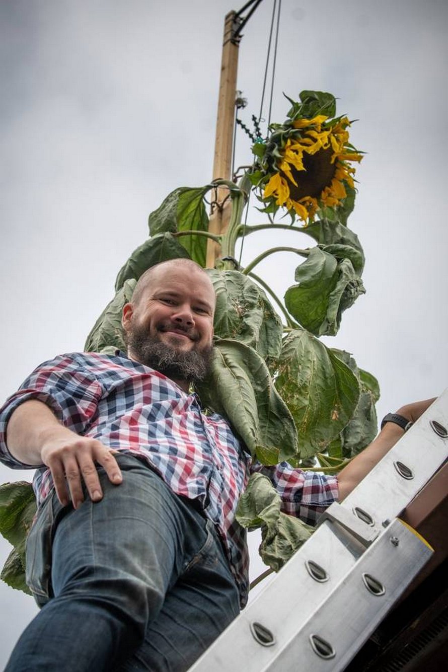 Un père cultive un tournesol de 6 mètres après que son fils de 4 ans lui ait demandé un tournesol « aussi grand que la maison »
