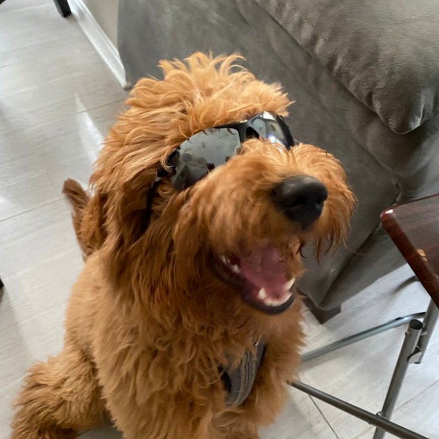 Des gens publient des photos de leurs chiens prises lorsqu’ils étaient de petits chiots et maintenant qu’ils ont grandi