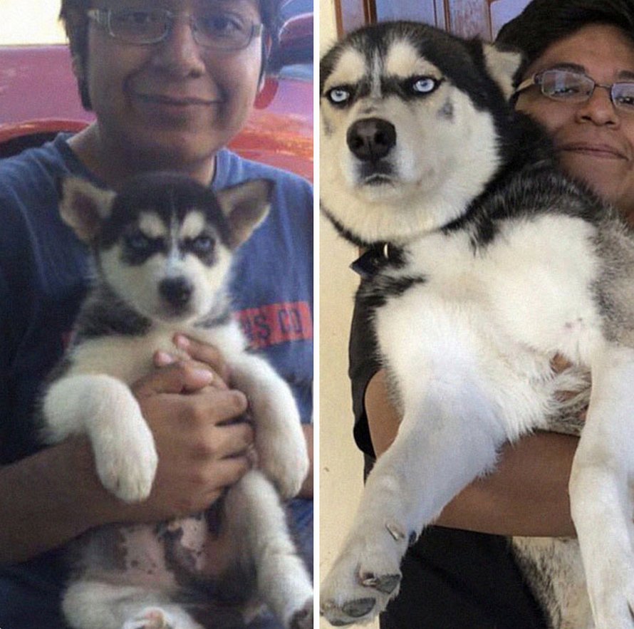 Des gens publient des photos de leurs chiens prises lorsqu’ils étaient de petits chiots et maintenant qu’ils ont grandi