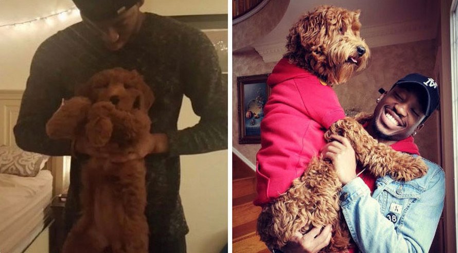 Des gens publient des photos de leurs chiens prises lorsqu’ils étaient de petits chiots et maintenant qu’ils ont grandi