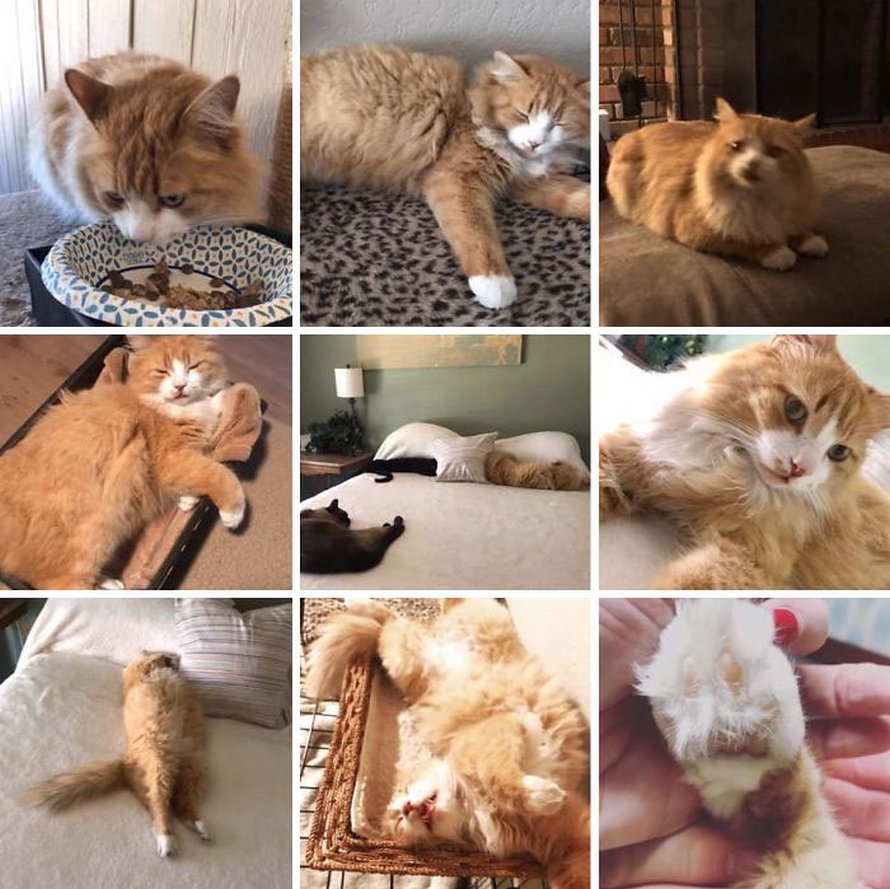 Tu Vas Adorer Ces Photos Ma Maison Pas Mon Chat Si Tu As Deja Reve De Trouver Un Chat Etrange Chez Toi Ipnoze Tu Vas Adorer Ces Photos Ma Maison Pas Mon Chat Si Tu As Deja Reve De Trouver Un Chat Etrange Chez Toi Ipnoze