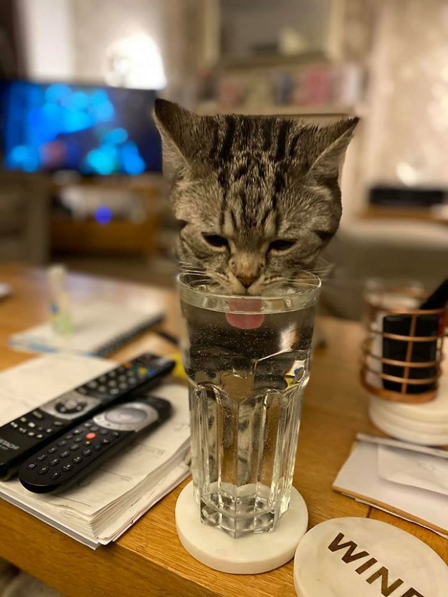 Tu Vas Adorer Ces Photos Ma Maison Pas Mon Chat Si Tu As Deja Reve De Trouver Un Chat Etrange Chez Toi Ipnoze Tu Vas Adorer Ces Photos Ma Maison Pas Mon Chat Si Tu As Deja Reve De Trouver Un Chat Etrange Chez Toi Ipnoze