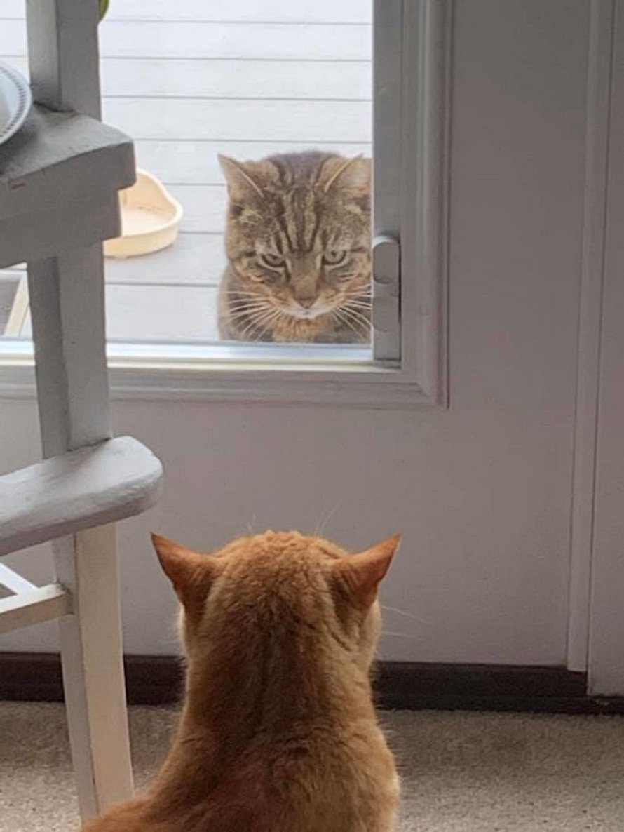 Tu Vas Adorer Ces Photos Ma Maison Pas Mon Chat Si Tu As Deja Reve De Trouver Un Chat Etrange Chez Toi Ipnoze Tu Vas Adorer Ces Photos Ma Maison Pas Mon Chat Si Tu As Deja Reve De Trouver Un Chat Etrange Chez Toi Ipnoze