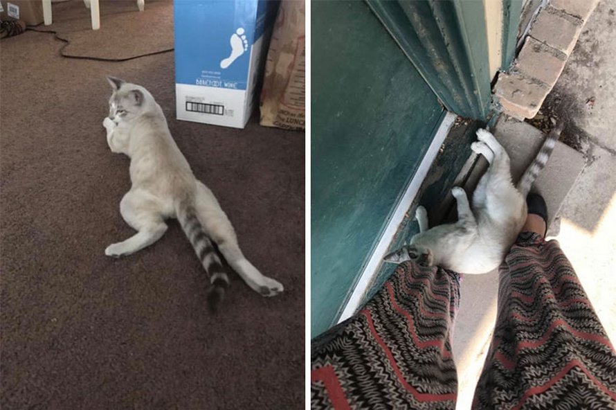 Tu Vas Adorer Ces Photos Ma Maison Pas Mon Chat Si Tu As Deja Reve De Trouver Un Chat Etrange Chez Toi Ipnoze Tu Vas Adorer Ces Photos Ma Maison Pas Mon Chat Si Tu As Deja Reve De Trouver Un Chat Etrange Chez Toi Ipnoze