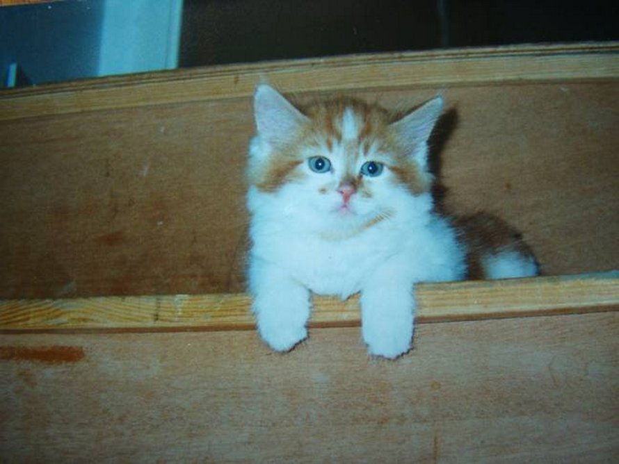 Le Plus Vieux Chat Du Monde Est Mort A L Age De 31 Ans Ipnoze Le Plus Vieux Chat Du Monde Est Mort A L Age De 31 Ans Ipnoze