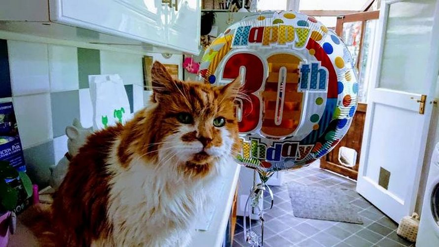 Le Plus Vieux Chat Du Monde Est Mort A L Age De 31 Ans Ipnoze Le Plus Vieux Chat Du Monde Est Mort A L Age De 31 Ans Ipnoze