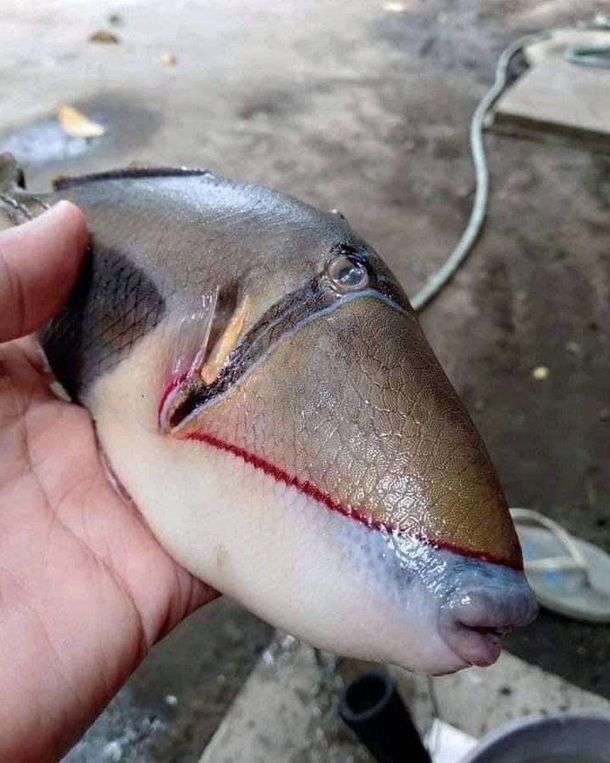 Un poisson bizarre avec des dents « humaines » a été pêché en Malaisie