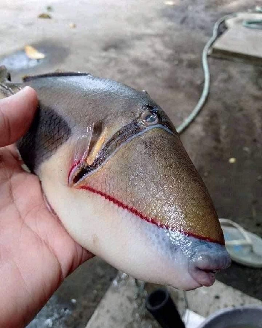 Un poisson étrange avec des dents « humaines » retrouvé en Malaisie