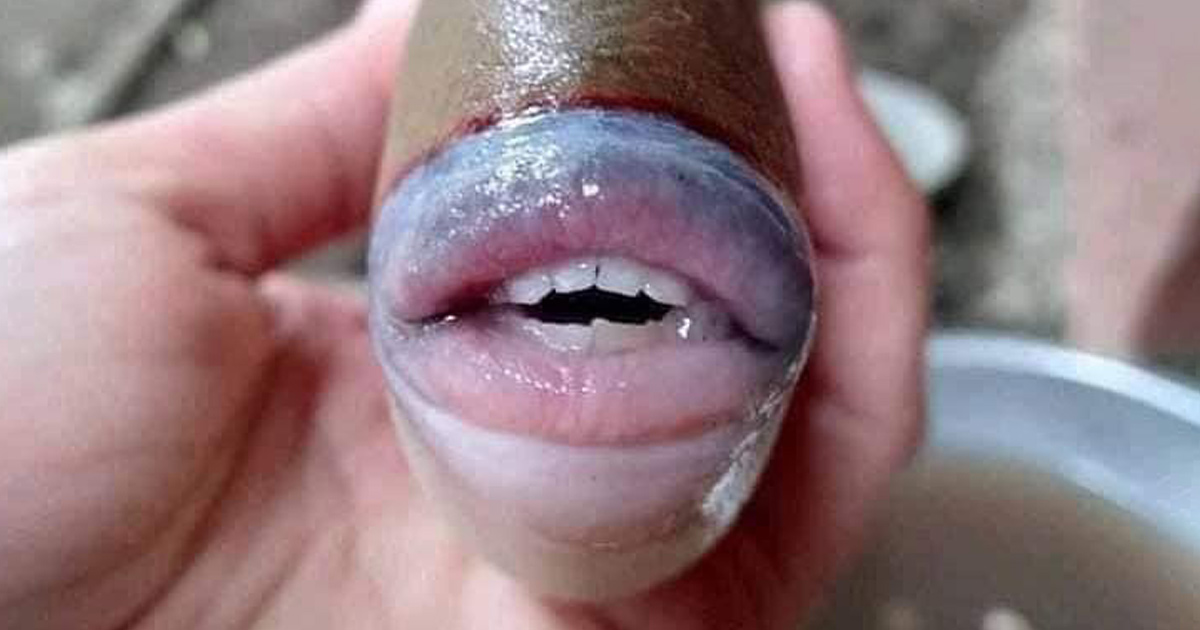 Un poisson bizarre avec des dents « humaines » a été pêché en Malaisie