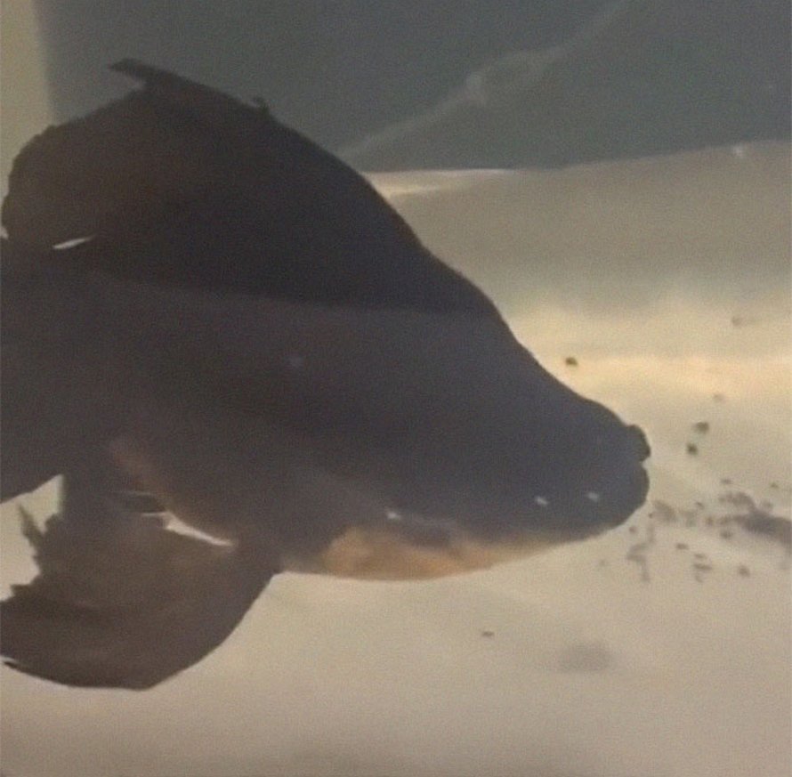 Un poisson rouge de 10 ans, négligé et mourant, a été retourné à une animalerie, alors cette personne a décidé de le soigner