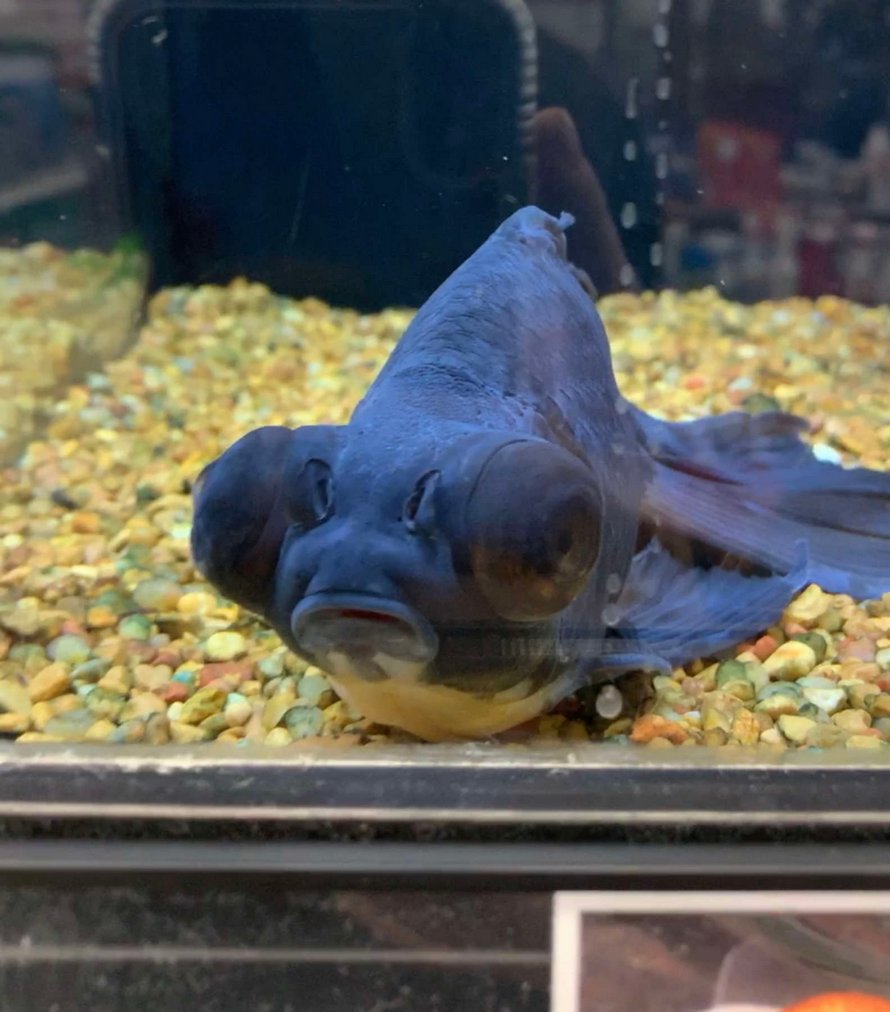 Un poisson rouge de 10 ans, négligé et mourant, a été retourné à une animalerie, alors cette personne a décidé de le soigner