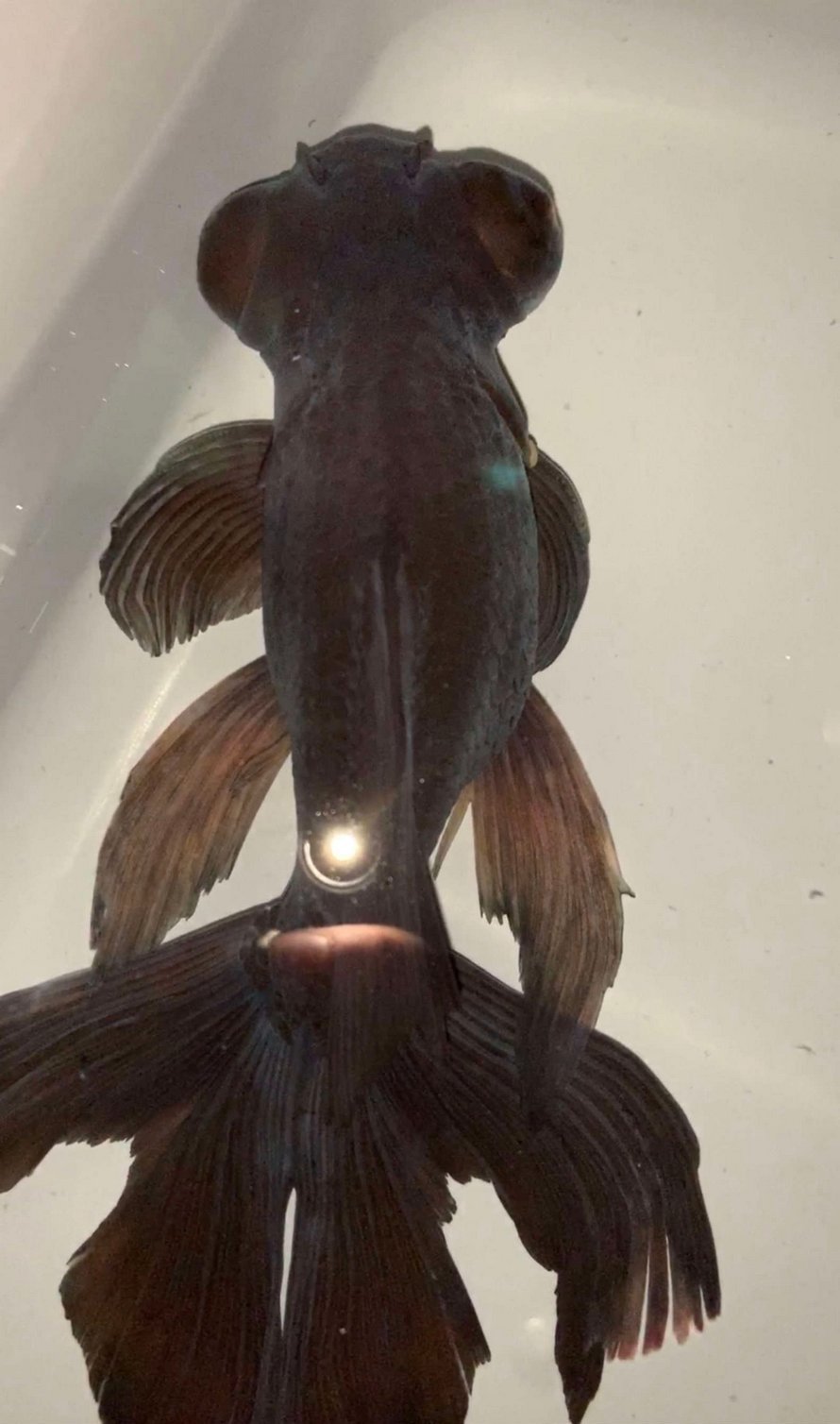 Un poisson rouge de 10 ans, négligé et mourant, a été retourné à une animalerie, alors cette personne a décidé de le soigner