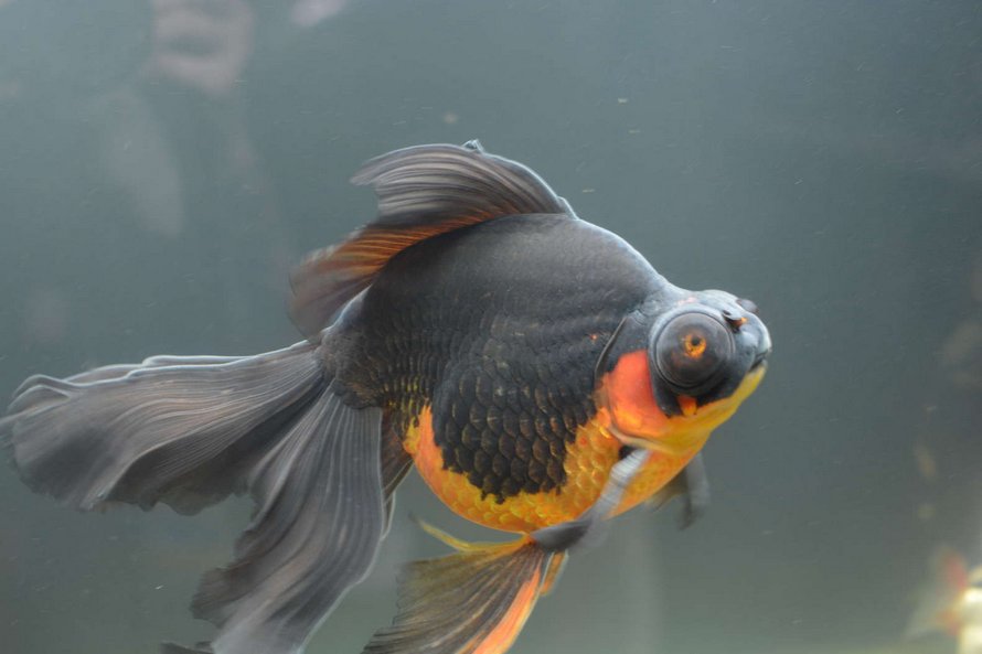 Un poisson rouge de 10 ans, négligé et mourant, a été retourné à une animalerie, alors cette personne a décidé de le soigner