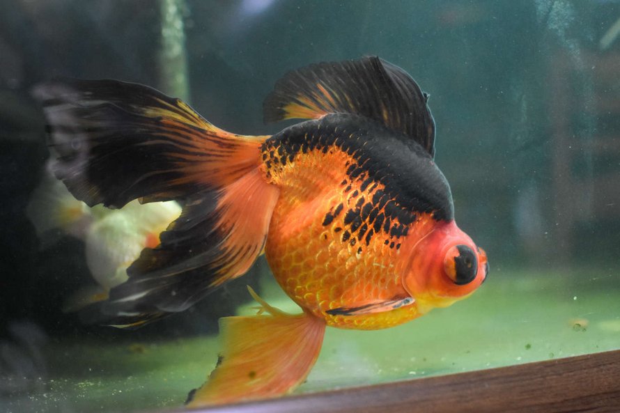Un poisson rouge de 10 ans, négligé et mourant, a été retourné à une animalerie, alors cette personne a décidé de le soigner