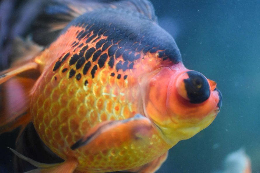 Un poisson rouge de 10 ans, négligé et mourant, a été retourné à une animalerie, alors cette personne a décidé de le soigner
