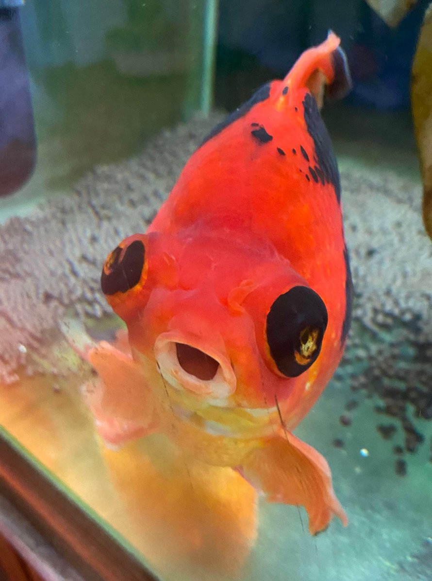 Un poisson rouge de 10 ans, négligé et mourant, a été retourné à une animalerie, alors cette personne a décidé de le soigner