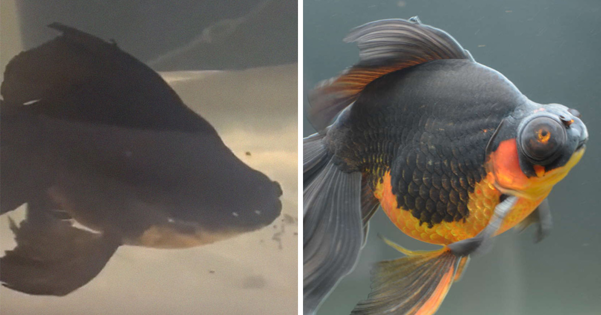 Un poisson rouge de 10 ans, négligé et mourant, a été retourné à une animalerie, alors cette personne a décidé de le soigner