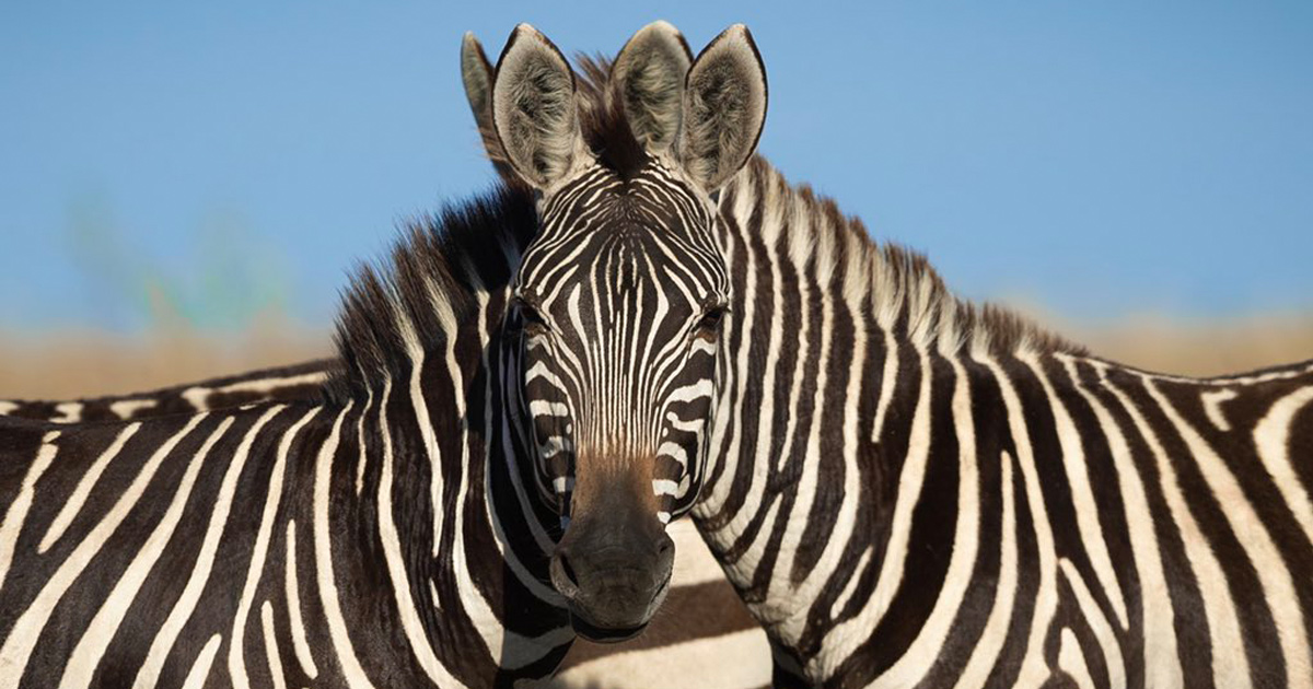 https://www.ipnoze.com/wordpress/wp-content/uploads/2020/07/quel-zebre-regarde-appareil-photo-sarosh-lodhi.jpg