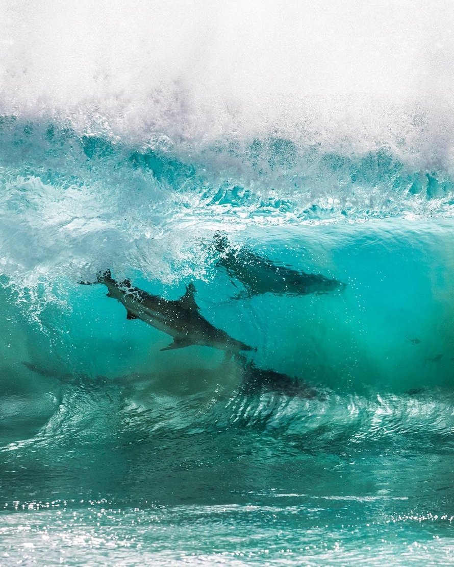 Des requins qui « surfent » sur les vagues ont été immortalisés par un photographe dans des clichés à couper le souffle
